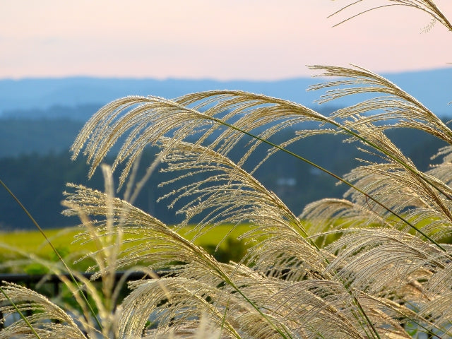Susuki (pampas grass)