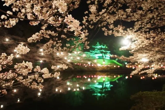 Japanese cherry blossoms