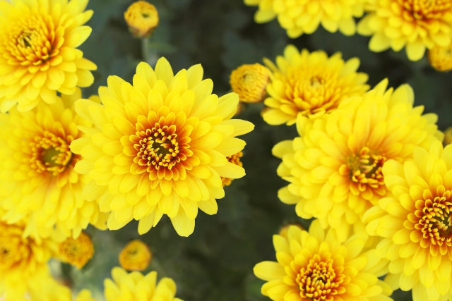 Chrysanthemums: Japan's Autumn Flower and Imperial Symbol