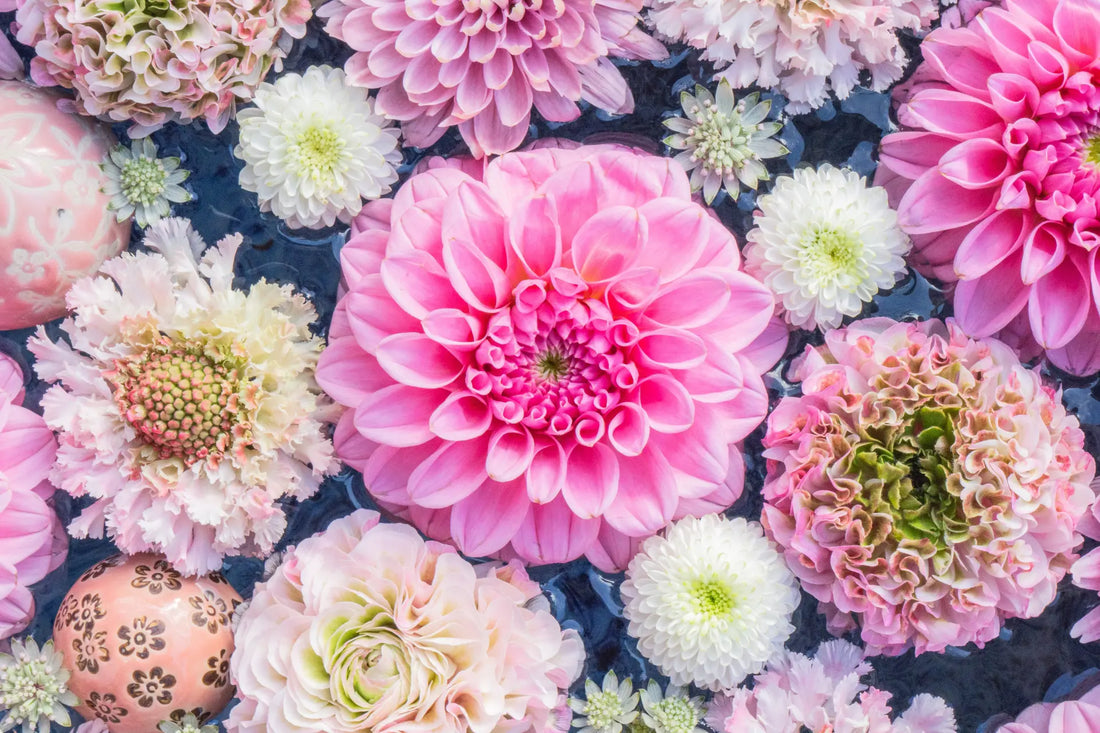 chrysanthemum