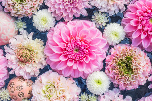 chrysanthemum
