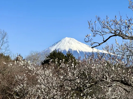 Japanese ume plum