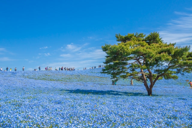 Top 5 Destinations to Experience Japan's Blue Spring Flowers