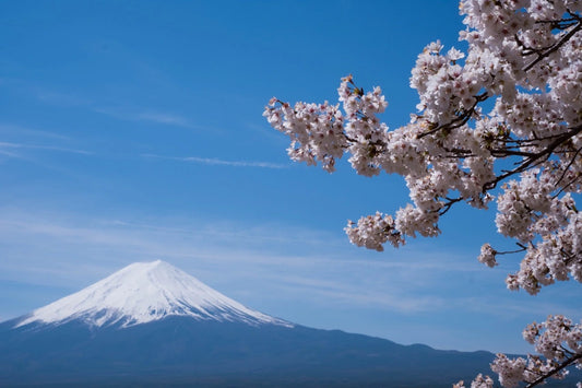 Cherry blossoms in Japan and Mt.