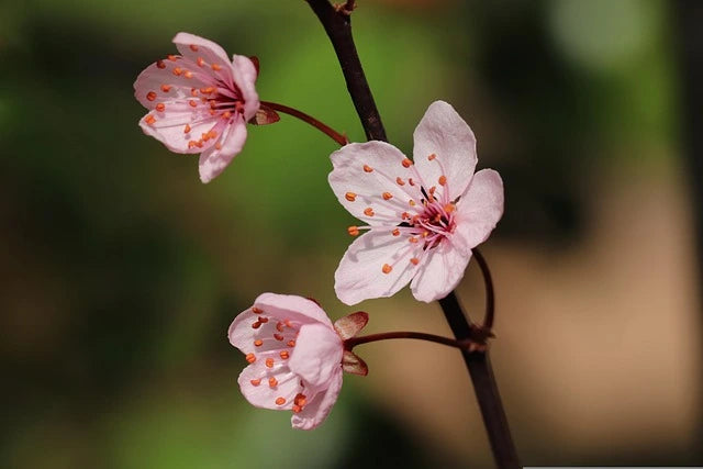 Coming of Spring - Plum Flowers