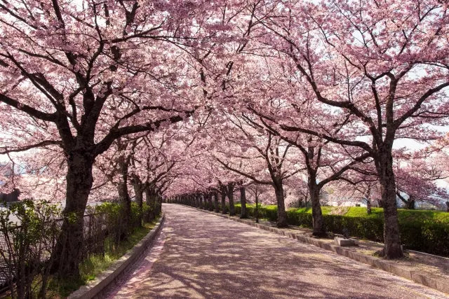 Cherry Blossoms
