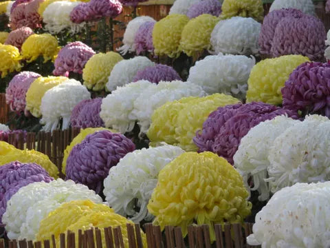 Chrysanthemum