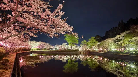 Cherry Blossoms