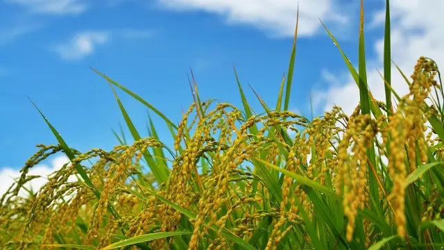 Rice Bowls(Chawan bowl)